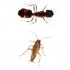 San Antonio Roach Ant Odor Control Carpet Cleaning Service Treatment